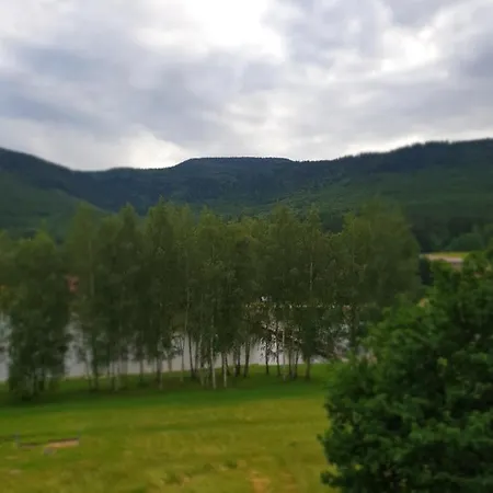 Forest Calm