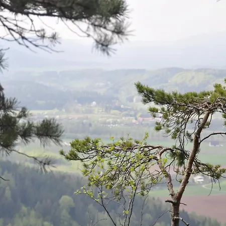 Forest Calm